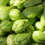 Organic Chayote Seeds