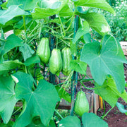 Organic Chayote Seeds