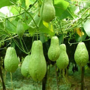 Organic Chayote Seeds