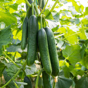 Organic Cucumber Seeds