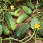 Organic Cucumber Seeds