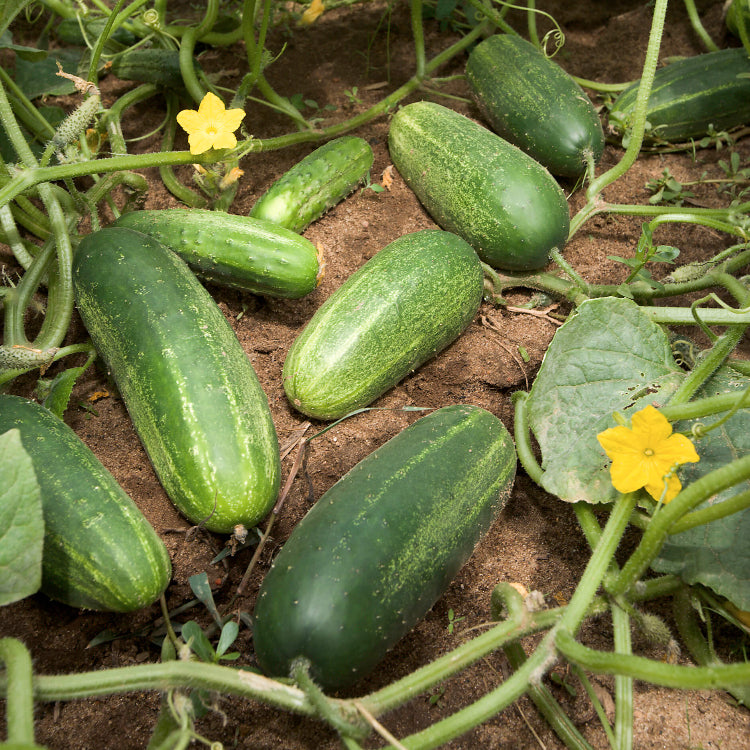 Organic Cucumber Seeds