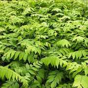 Fresh Seeds, Murraya koenigii Herb Seeds