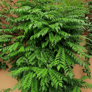 Fresh Seeds, Murraya koenigii Herb Seeds