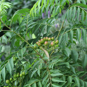 Fresh Seeds, Murraya koenigii Herb Seeds