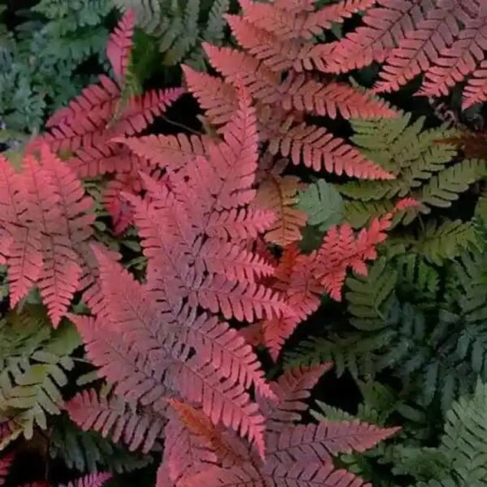 Organic Dark Pink Fern Seeds - Flower Plant