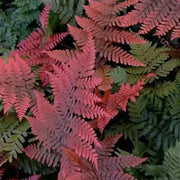 Organic Dark Pink Fern Seeds - Flower Plant