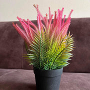 Organic Dark Pink Fern Seeds - Flower Plant