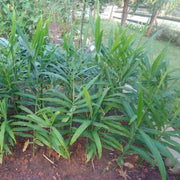 Organic Ginger Root Rhizomes Seeds - Herbal Plant