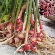 Organic Ginger Root Rhizomes Seeds - Herbal Plant
