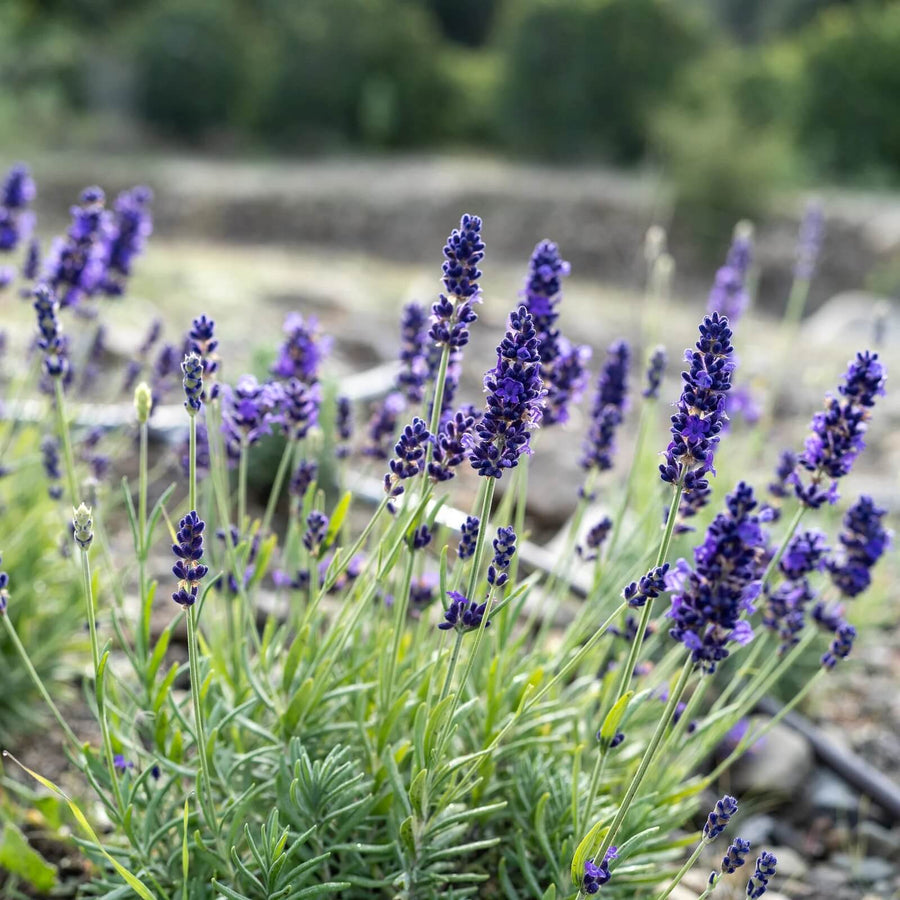 Organic Lavender Seeds - Herbal Seeds