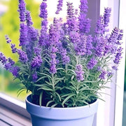 Organic Lavender Seeds - Herbal Seeds