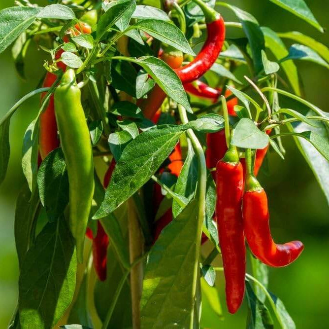 Organic Pepper Seeds