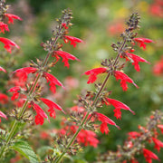 Organic Pineapple Sage Seeds - Herbal Plant