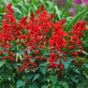 Organic Pineapple Sage Seeds - Herbal Plant