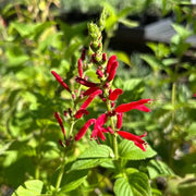Organic Pineapple Sage Seeds - Herbal Plant