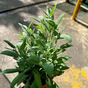 Organic Pineapple Sage Seeds - Herbal Plant