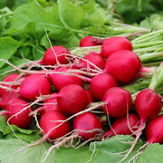 Radish Seeds – Raphanus sativus