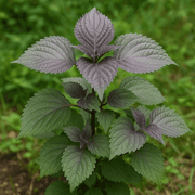 Korean Seeds, Perilla frutescens Herb Seeds