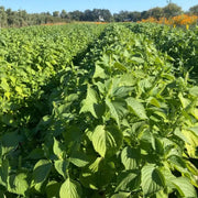 Korean Seeds, Perilla frutescens Herb Seeds