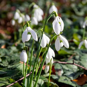 Snowdrop Seeds, Galanthus nivalis Flower Seeds