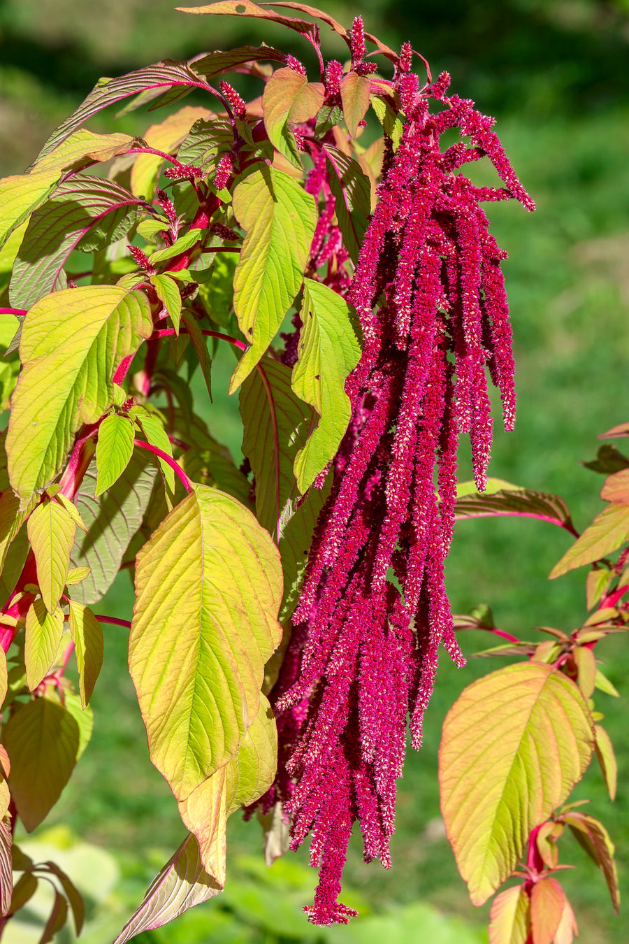 Amaranthus Seeds – Amaranthus spp.