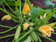 Zucchini Seeds – Cucurbita pepo