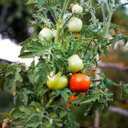 Organic Tomato Seeds