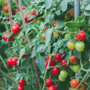 Organic Tomato Seeds