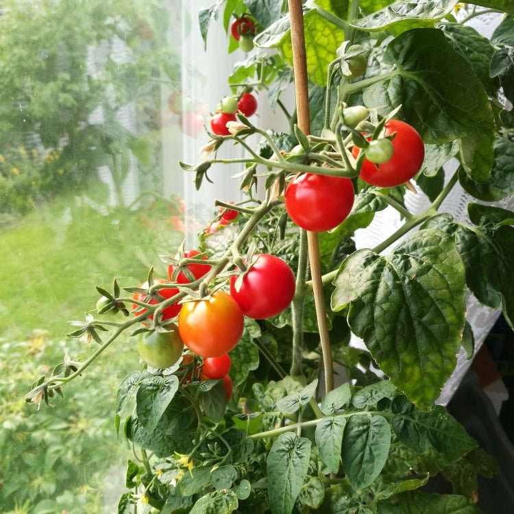 Organic Seeds
