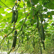 Organic Seeds