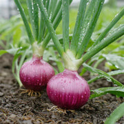 Organic Seeds