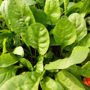 Organic Seeds