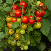 Organic Seeds