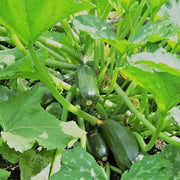 Organic Seeds