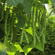 Organic Seeds