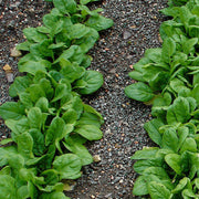 Organic Seeds