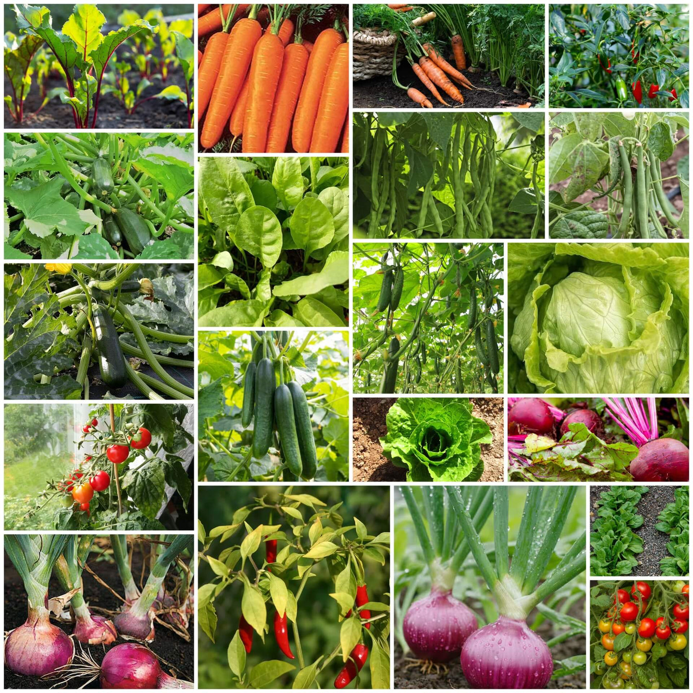 Organic Seeds