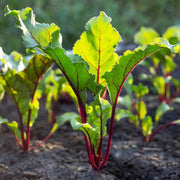 Organic Seeds