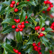 Yaupon Seeds, Ilex vomitoria
