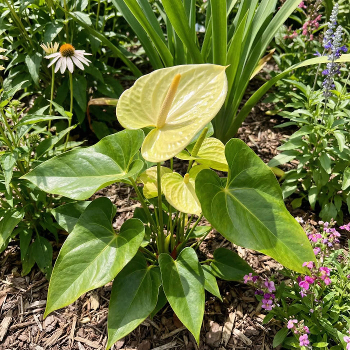 Organic light Yellow anthurium Linden Seeds