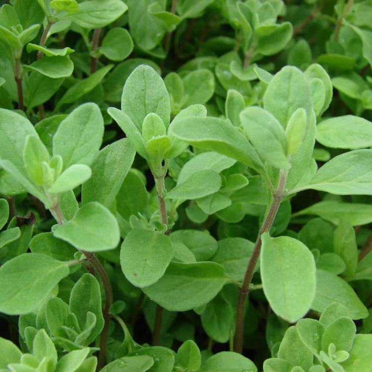 Sweet Origanum Seeds, Herbal