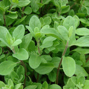 Sweet Origanum Seeds, Herbal