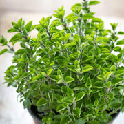 Sweet Origanum Seeds, Herbal