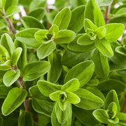 Sweet Origanum Seeds, Herbal