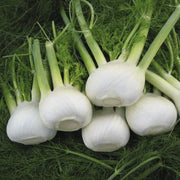 Sweet Florence Fennel Seeds, Herbal