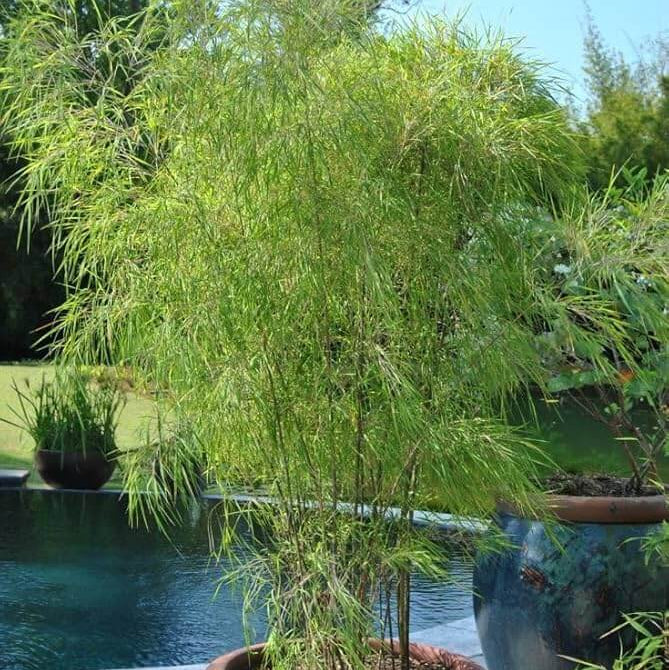 Ornamental Bamboo Seeds - Ornamental Bamboo Landscape Seeds