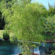 Ornamental Bamboo Seeds - Ornamental Bamboo Landscape Seeds