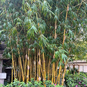 Ornamental Bamboo Seeds - Ornamental Bamboo Landscape Seeds