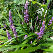 Evergreen Seeds, Liriope muscari Liriope spicata